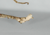 CollectionObject 1557425; 2b097204-6d6d-41fd-a339-280c85ea5c04: copyright ZMB, Berlin. male: end of abdomen, lateral view of synonym Haplopus ceratophyllus (syntype). (CollectionObject).;CollectionObject 1557425; 2b097204-6d6d-41fd-a339-280c85ea5c04: copyright ZMB, Berlin. female: end of abdomen, lateral view of synonym Haplopus ceratophyllus (syntype). (CollectionObject).;CollectionObject 1557426; c4b643df-7950-47f4-b9fd-d880ccb56f72: copyright ZMB, Berlin. male: end of abdomen, lateral view of synonym Haplopus ceratophyllus (syntype). (CollectionObject).;CollectionObject 1557426; c4b643df-7950-47f4-b9fd-d880ccb56f72: copyright ZMB, Berlin. female: end of abdomen, lateral view of synonym Haplopus ceratophyllus (syntype). (CollectionObject).
