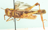 Oedaleus nigeriensis Uvarov, 1926: male, lateral view. (Otu).