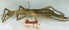CollectionObject 1558645; 47df5a45-51cd-41d3-b65b-1d18ca544fa5: copyright NHRS, Stockholm. female, lateral view (syntype). (CollectionObject).;CollectionObject 1558646; 7577d54d-5490-47e5-9543-576e5154d030: copyright NHRS, Stockholm. female, lateral view (syntype). (CollectionObject).