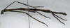 Leprodes gibbifer Redtenbacher, 1906: copyright NMW. female, lateral view (holotype). (Otu).