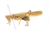 male, lateral view. Depicts CollectionObject 1578250; a21361c4-0e9f-4d94-9d9c-46a644422a8c, a CollectionObject.