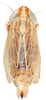 Habitus, dorsal view: !! display not done !! on Mendozellus asunctia Cheng, 1980: Habitus, female, dorsal view (after Duan et al., 2017). (Observation).