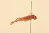 CollectionObject 2070493; NHMUK015982152, f7a03118-faba-4455-8e0c-bc81ed9871a4: male, lateral view (syntype). (CollectionObject).