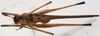 male, dorsal view (holotype). Depicts CollectionObject 1527106; 42c339d6-5e17-4234-b089-9f3d5ec68b1a, a CollectionObject.