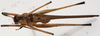 CollectionObject 1527106; 42c339d6-5e17-4234-b089-9f3d5ec68b1a: male, dorsal view (holotype). (CollectionObject).