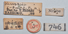 CollectionObject 1562255; ff526b5a-a05b-454f-9b41-73924e8f6da4: copyright NTUC. male, data labels (holotype). (CollectionObject).