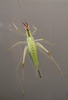 female, dorsal view (Missouri, Franklin County). Depicts Oecanthus latipennis Riley, 1881, an Otu.