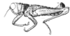 Comansacris hirsutus Ronderos & Cigliano, 1989: Fig. 17 (after holotype). male habitus. (Otu).