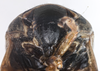 Head: !! display not done !! on Clastoptera brunnea Ball, 1919: (Observation).