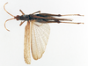 CollectionObject 1575286; 4f6ec2bd-f6bf-4885-90ed-7b20a8fc669c: male, dorsal view (allotype). (CollectionObject).