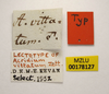 CollectionObject 1948939; d4379d7d-8a5d-41f4-bcb4-2e53ab698cc3: male (labels), lectotype. (CollectionObject).
