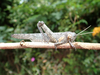 FieldOccurrence 129; cbdaad78-4f6e-4af4-9f1d-0711fcaa0a18; Mpwapwa District near Gulwe, 2020/03/??: male, lateral view. (FieldOccurrence).