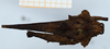 CollectionObject 1585242; 32352b98-c3cd-4736-b006-f2edac3b2f2b: male, paratype (dorsal view). (CollectionObject).