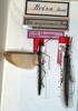 CollectionObject 1557512; dbb512e9-4b41-44a9-a35c-e822a924ccda: copyright NMW, Vienna. male and female (syntypes). (CollectionObject).;CollectionObject 1557513; d411f79c-d1c2-4c19-bb1e-d781b78e3801: copyright NMW, Vienna. male and female (syntypes). (CollectionObject).