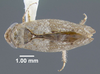 Habitus, dorsal view: !! display not done !! on Pendarus (Pendarus) punctiscriptus (Van Duzee, 1892): (Observation).
