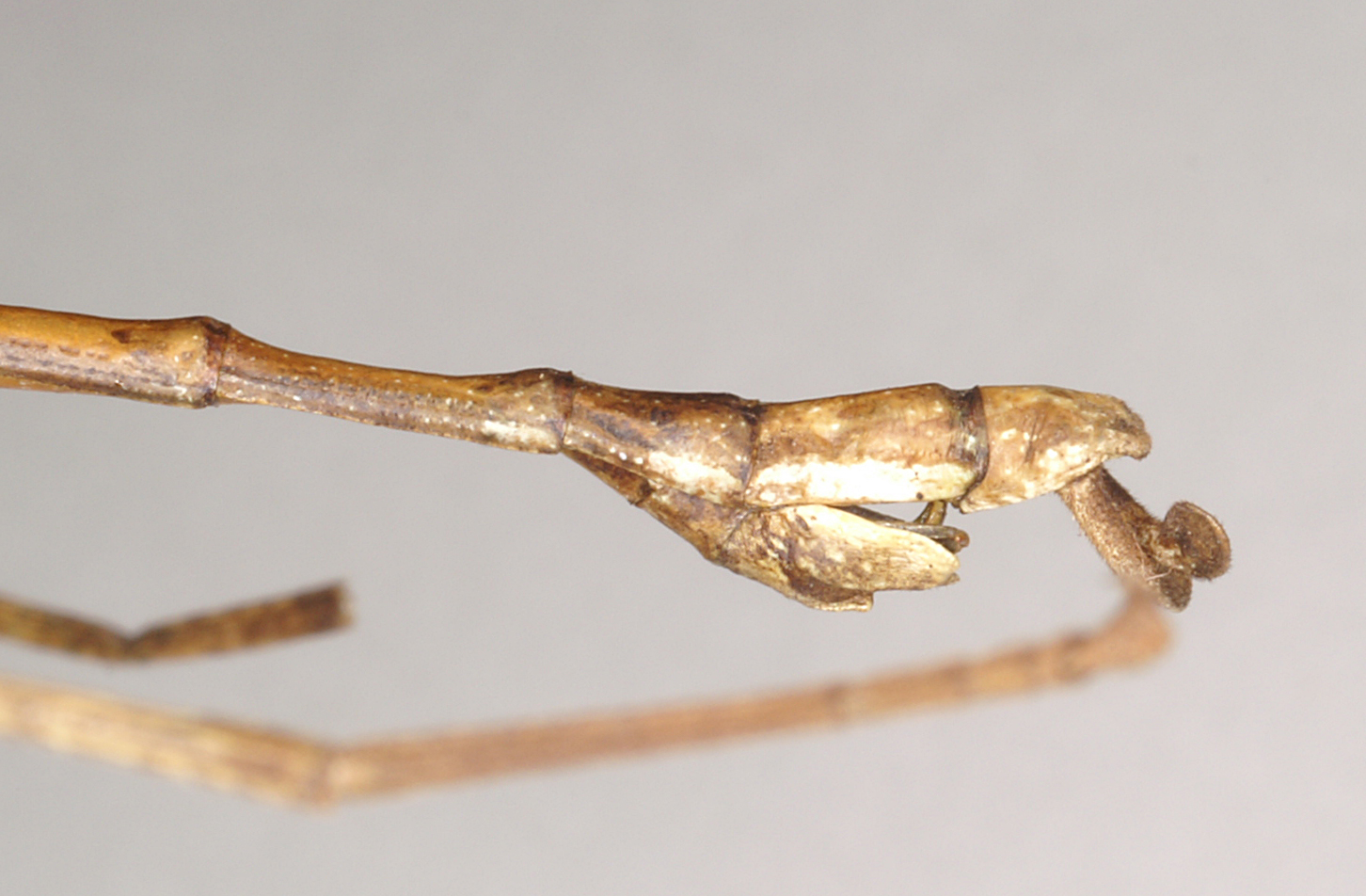 copyright Natural History Museum, London. male: end of abdomen, lateral view (holotype). Depicts CollectionObject 1561383; NHMUK(SF IMPORT DUPLICATE) 844583, 77e2f5fb-faa5-47a6-9a69-41d9f9eff5d7, a CollectionObject.