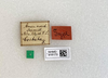 Other: !! display not done !! on Hypaepa costata (Fabricius, 1803): (Observation).