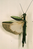 Damasippus Stål, 1875: copyright Paul D. Brock. Damasippus westwoodii female [type species]. (Otu).