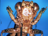 CollectionObject 1505304; 4ba5ef3e-cff3-47d0-bc1f-209e296f20a0: male frons (holotype). (CollectionObject).