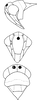 Head on Dialecticopteryx (Akotettix) centromaculata (Ramakrishnan & Menon, 1972): Head, pro-, and mesothorax. (Observation).