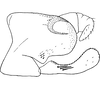 Pygofer, lateral view: Pygofer (E. comes Say), lateral view. (Observation).