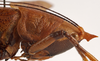 CollectionObject 1534501; MZPW Dohrn collection, 9ba91bef-717d-4d6f-b2f6-3df4e1742f2e: female pronotum, lateral view (holotype). (CollectionObject).