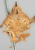 Head: !! display not done !! on Telamona reclivata Fitch, 1851: (Observation).