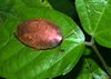 Pseudophoraspis nebulosa (Burmeister, 1838): Copyright Phil Bragg. Pseudophoraspis nebulosa? adult. Sabah, Malaysia. (Otu).