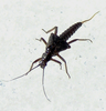 Taeniopteryx nivalis (Fitch, 1847): Nymph crawling over ice. Wisconsin River, WI, Mar. 2009. (Otu).