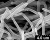 Brochosomes: AG38 | Brazil, SP, Bebedouro | 5/14/1998 | Roberto, S. | INHS. (Observation).