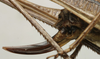 CollectionObject 1535144; a7879ff4-89a9-43b6-bb21-aedf7517837c: female ovipositor (syntype). (CollectionObject).