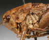 CollectionObject 1517106; 864c5181-c6b4-46e0-a0c5-f6e88cc71772: male pronotum, lateral view (holotype). (CollectionObject).