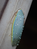 Panchlora aurora Hebard, 1926: (Otu).