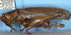 CollectionObject 1533041; f9cf4675-4f04-40ca-be34-686498e2a4f5: male, lateral view (paratype). (CollectionObject).