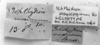 CollectionObject 1506175; 3e30de47-1ac4-4090-8e94-47c416e31dc6: Image Carbonell, C.S. labels (lectotype). (CollectionObject).