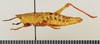 CollectionObject 1518464; 6fd3f0b0-9bae-4a4b-a8b8-022743e1e1e1: female, lateral view (holotype). (CollectionObject).