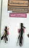 CollectionObject 1558265; ebeae153-e186-43ee-bec8-4899fa64e008: copyright NMW. male & female (syntypes). (CollectionObject).;CollectionObject 1558266; a49a2f68-6fb3-4c57-9d9d-275020aaaf48: copyright NMW. male & female (syntypes). (CollectionObject).
