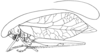 Arantia (Euarantia) latifolia Karsch, 1890: Fig. 4. female habitus (Arantia ovalipennis, tegmen length 43.5 mm, hind femur 31 mm, ovipositor 4.4 mm). (Otu).