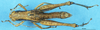 CollectionObject 1537630; b593c271-5ac5-49c2-8970-7ee110b65e74: female, dorsal view (syntype). (CollectionObject).