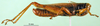 CollectionObject 1502279; 1e156b64-cd5a-44ac-afa2-6455ad3fc212: male, lateral view (syntype). (CollectionObject).