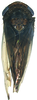 Habitus, dorsal view on Bhatiahamus flabellatus (Shang & Shen, 2006): Habitus, dorsal view. (Observation).