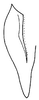 Subgenital plate, ventral view on Bahita caracana Linnavuori & DeLong, 1978: Bahita caracana, subgenital plate without macrosetae, ventrally. (Observation).