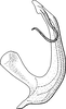 Aedeagus, lateral view: !! display not done !! on Eupteryx (Eupteryx) atropunctata (Goeze, 1778): Aedeagus, lateral view. (Observation).
