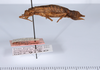 CollectionObject 1559082; a86c8065-a774-4c4a-8910-1f0ce8598b83: copyright ANSP. female, lateral view (holotype). (CollectionObject).