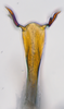 Aedeagus, ventral view: (Observation).;Aedeagus, ventral view: (Observation).