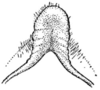 Arethaea gracilipes gracilipes (Thomas, 1870): Pl. 6 Fig. 7. male, specialization of first abdominal tergite. (Otu).
