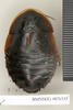 CollectionObject 1572928; ac7718f4-b108-4ee3-9816-c9f25a996a25: Copyright Natural History Museum, London. Non-type (adult female) in BM(NH). Dorsal view. (CollectionObject).