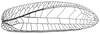 Pseudophyllus hercules (Karny, 1923): Fig. 3 b (after holotype). female right tegmen. (Otu).