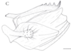 Cixidia (Epiptera) mersinica (Dlabola, 1987): (Otu).