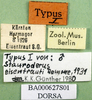 labels (syntype). Depicts CollectionObject 1501527; 2bb1e6ae-5dd4-4c93-845b-7884ededd510, a CollectionObject.